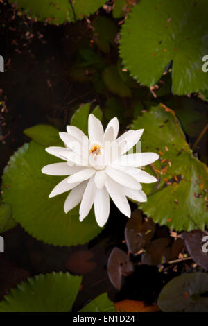 Nénuphar blanc, Nymphaea sp. La Thaïlande. Le nénuphar blanc est la fleur nationale du Bangladesh Banque D'Images