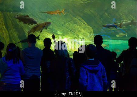 Attraction touristique : Aquarium du Canada, Toronto, Canada La pièce. 17 curated des habitats qui les feux de la diversité. Banque D'Images