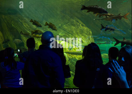 Attraction touristique : Aquarium du Canada, Toronto, Canada La pièce. 17 curated des habitats qui les feux de la diversité. Banque D'Images