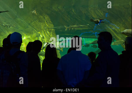 Attraction touristique : Aquarium du Canada, Toronto, Canada La pièce. 17 curated des habitats qui les feux de la diversité. Banque D'Images