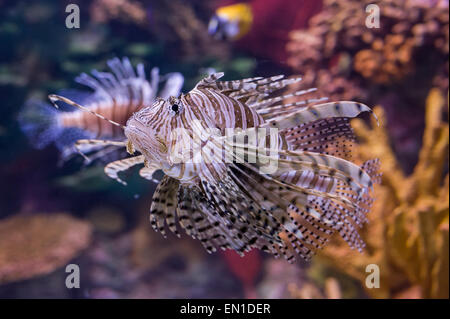 La pièce, poisson-Papillon Lagoon dangereuse attraction touristique dans les aquariums du Canada, Toronto Banque D'Images