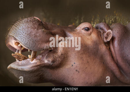 Hippopotame (Hippopotamus amphibius) avec mâchoires ouvertes, zoo de Chiang Mai, Thaïlande Banque D'Images