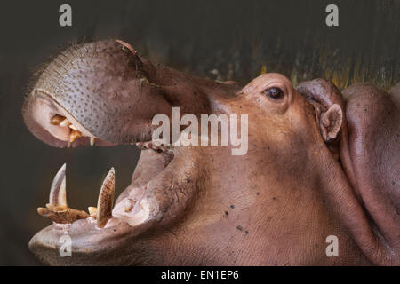 Hippopotame (Hippopotamus amphibius) avec mâchoires ouvertes, zoo de Chiang Mai, Thaïlande Banque D'Images