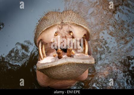 Hippopotame (Hippopotamus amphibius) avec mâchoires ouvertes, zoo de Chiang Mai, Thaïlande Banque D'Images