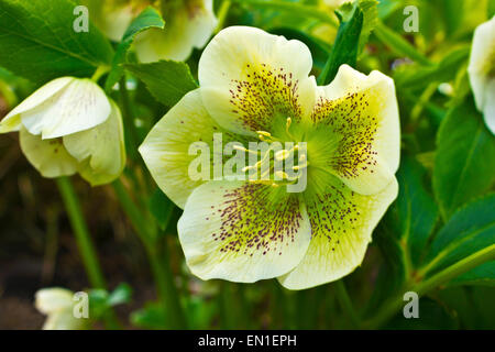 L'hellébore blanc (Helleborus hybridus) avec des points violets dans un jardin. Banque D'Images