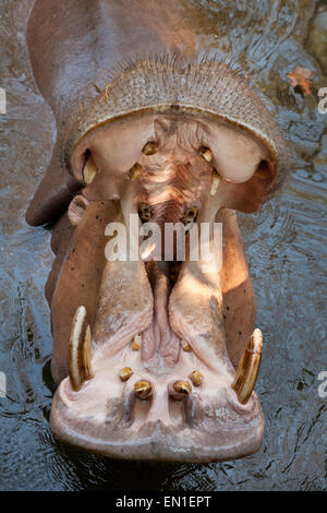 Hippopotame (Hippopotamus amphibius) avec mâchoires ouvertes, zoo de Chiang Mai, Thaïlande Banque D'Images