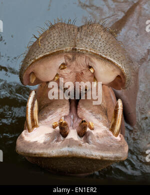 Hippopotame (Hippopotamus amphibius) avec mâchoires ouvertes, zoo de Chiang Mai, Thaïlande Banque D'Images