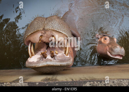 Hippopotame (Hippopotamus amphibius) avec mâchoires ouvertes, zoo de Chiang Mai, Thaïlande Banque D'Images