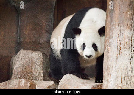 Le panda géant, Ailuropoda melanoleuca, zoo de Chiang Mai, Thaïlande Banque D'Images