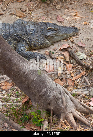 Crocodile Crocodylus siamensis, Siamois, en Thaïlande. Banque D'Images