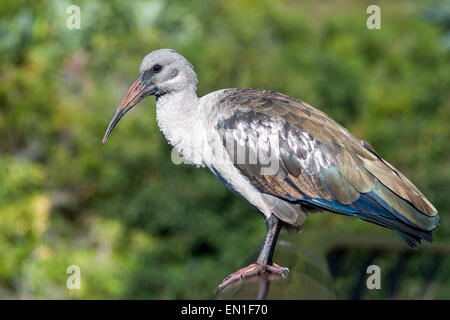 (Bostrychia hagedash Hadeda ibis) dans les jardins botaniques de Kirstenbosch à Cape Town, Afrique du Sud. Banque D'Images