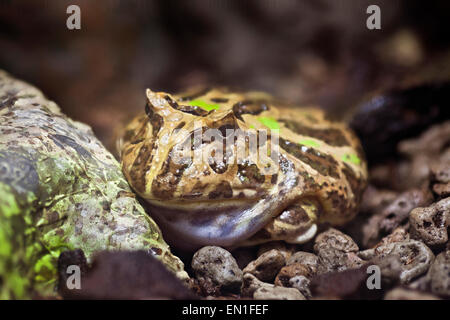 La grenouille cornue ornée, Ceratophys ornata Banque D'Images