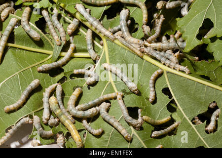 Silkmoth domestiqués, Bombyx mori, jeunes chenilles, sur feuilles de mûrier, Chiang Mai, Thaïlande Banque D'Images