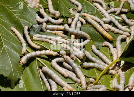 Silkmoth domestiqués, Bombyx mori, jeunes chenilles, sur feuilles de mûrier, Chiang Mai, Thaïlande Banque D'Images