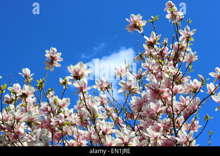 Magnolia brillant sur une journée ensoleillée Banque D'Images