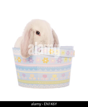 Mini lapin bélier blanc en bleu panier de Pâques isolé sur fond blanc Banque D'Images