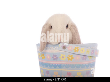 Mini lapin bélier blanc en bleu panier de Pâques isolé sur fond blanc Banque D'Images