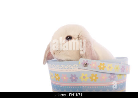 Mini lapin bélier blanc en bleu panier de Pâques isolé sur fond blanc Banque D'Images