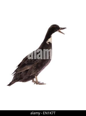 Suédois noir canard poule Vue de côté avec la bouche grande ouverte Banque D'Images