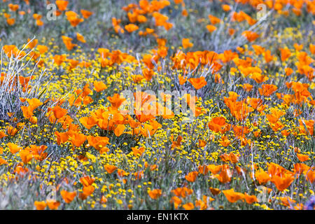 Le printemps à la Californie, des milliers de fleurs fleurir sur les collines de l'Antelope Valley California Poppy préserver Banque D'Images