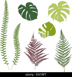 Fern et monstera silhouettes. Isolé sur fond blanc Banque D'Images