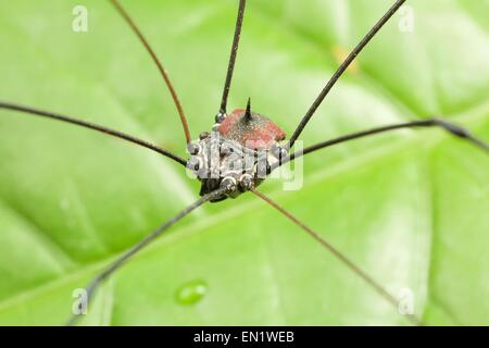 Notes (Harvestman). (Notes d'opilio, 'Shepherd' ; anciennement Phalangida) sont un ordre d'arachnides, mais ne sont pas des araignées Banque D'Images