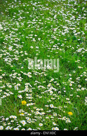 Fleurs Daisy en pelouse daisies Banque D'Images