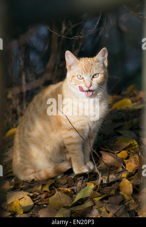 Hungry cat orange léchant ses lèvres Banque D'Images