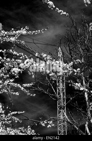 24 avril 2015 - la floraison et l'arbre sec sur un fond de ciel bleu et de la grue (crédit Image : © Igor Golovniov/Zuma sur le fil) Banque D'Images