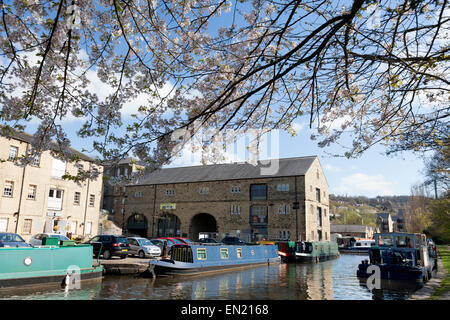 Cherry Blossom surplombant le canal de Rochdale au quai, Sowerby Bridge, West Yorkshire Banque D'Images