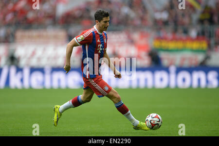 Munich, Allemagne. Apr 25, 2015. Munich's Robert Lewandowski en action à la Bundesliga match de foot entre FC Bayern Munich et Hertha BSC Berlin à l'Allianz Arena de Munich, Allemagne, 25 avril 2015. Photo : Andreas GEBERT/dpa/Alamy Live News Banque D'Images