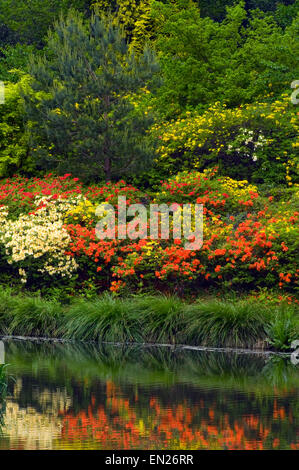 La rive Est de l'Étang du moteur à Leonardslee Gardens West Sussex England avec différentes couleurs reflétées dans les arbustes Azalea Banque D'Images