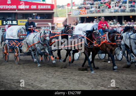 Stampede Cow-boy de Galgary, Canada Banque D'Images