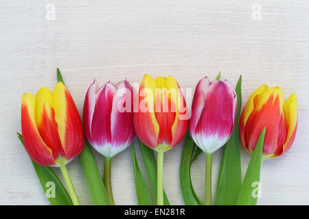 Tulipes colorées sur la surface en bois blanc avec copie espace Banque D'Images