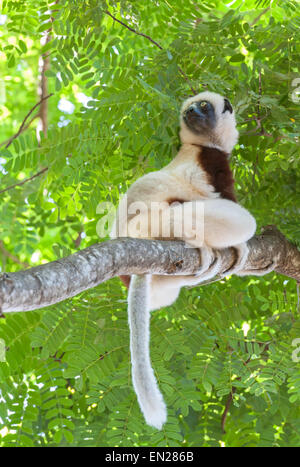 Madagascar, Coquerel's sifaka lemur dans les arbres Banque D'Images