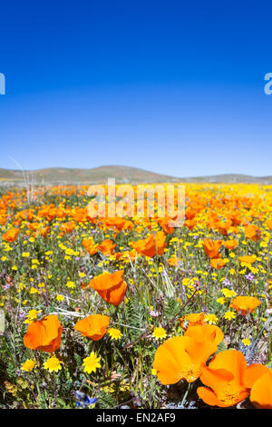 Le printemps à la Californie, des milliers de fleurs fleurir sur les collines de l'Antelope Valley California Poppy préserver Banque D'Images