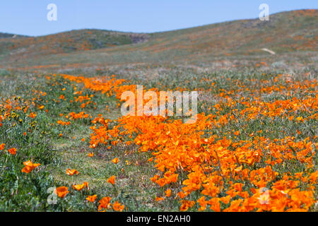 Le printemps à la Californie, des milliers de fleurs fleurir sur les collines de l'Antelope Valley California Poppy préserver Banque D'Images