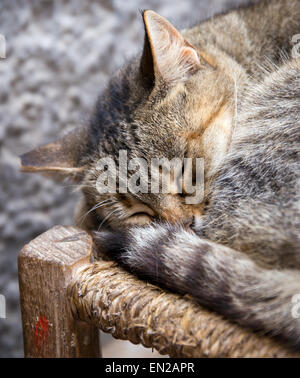 Intérieur mignon chaton endormi sur une chaise à Essaouira, Maroc Banque D'Images