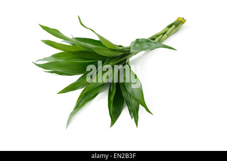 Lucky Bamboo isolated on white Banque D'Images