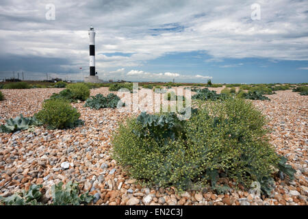 Le nouveau phare et mer kale de plus en plus sur la plage de galets à Dungeness, Kent, Angleterre, Grande-Bretagne Banque D'Images