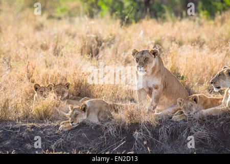 Lionne avec ses petits Banque D'Images