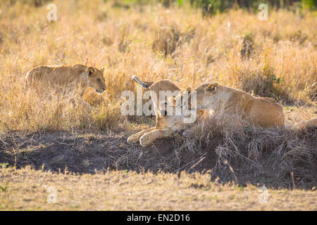 Nettoyage de ses petits Lions Banque D'Images