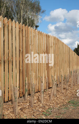 Protégé et nouvellement plantées de jeunes arbres sur une route avec une nouvelle clôture en bois, le 25 avril 2015 Banque D'Images