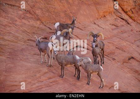 Un troupeau de moutons bighorn désert sur la montagne. Banque D'Images