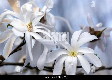 Magnolia stellata, fleur de magnolia Banque D'Images