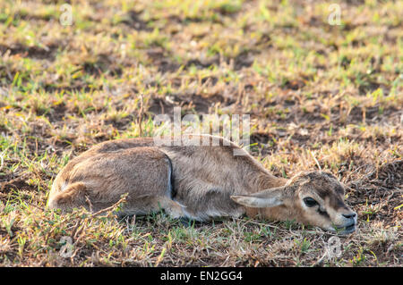 La gazelle de Thomson, Eudorcas thomsonii fauve , allongé, immobile, camouflée, Masai Mara National Reserve, Kenya, Africa Banque D'Images