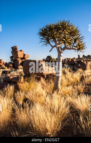 Aire de jeu géant, montrant des rochers dolérite et un carquois Tree, l'Aloe dichotoma, Keetmannshoop, la Namibie, le sud de l'Afrique de l'Ouest Banque D'Images