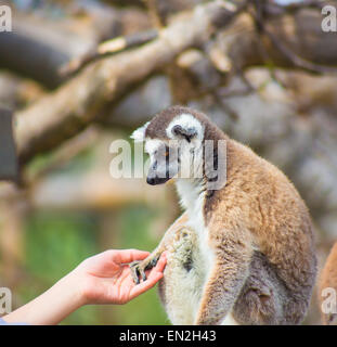 En tenant la main de lemur au zoo de l'Attique Banque D'Images