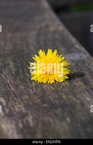 Taraxacum officinale. Pissenlit fleur tête sur le bras d'un banc en bois. Banque D'Images