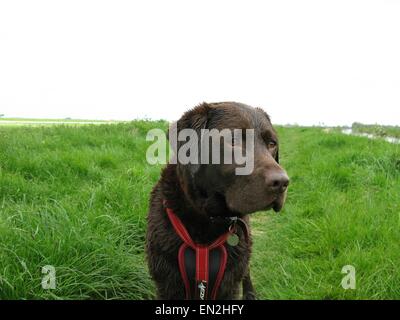 Labrador Chocolat Banque D'Images